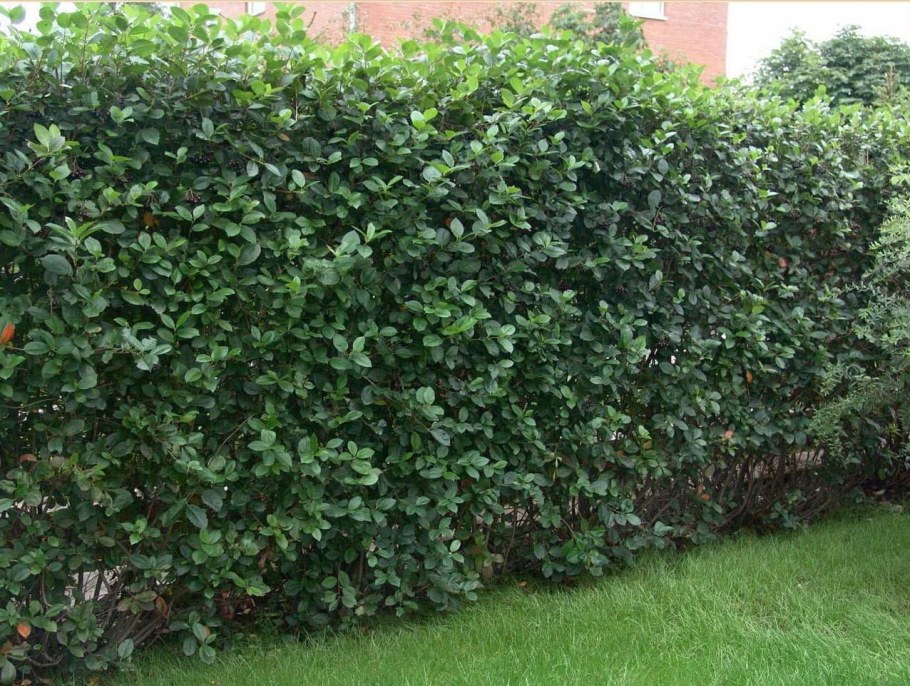 Арония черноплодная кустарник изгородь