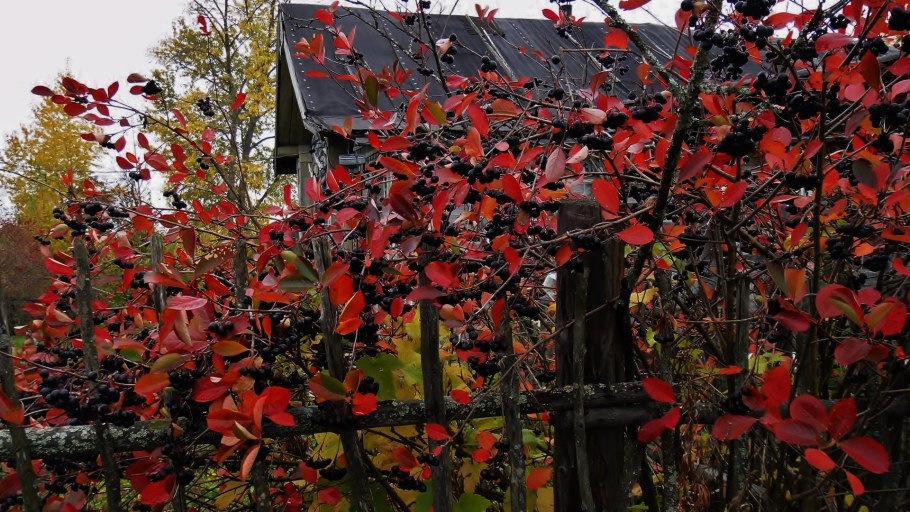 Арония краснолистная