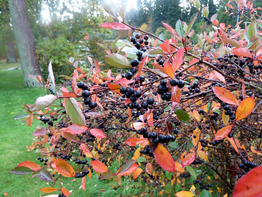 Черноплодная рябина кустарник