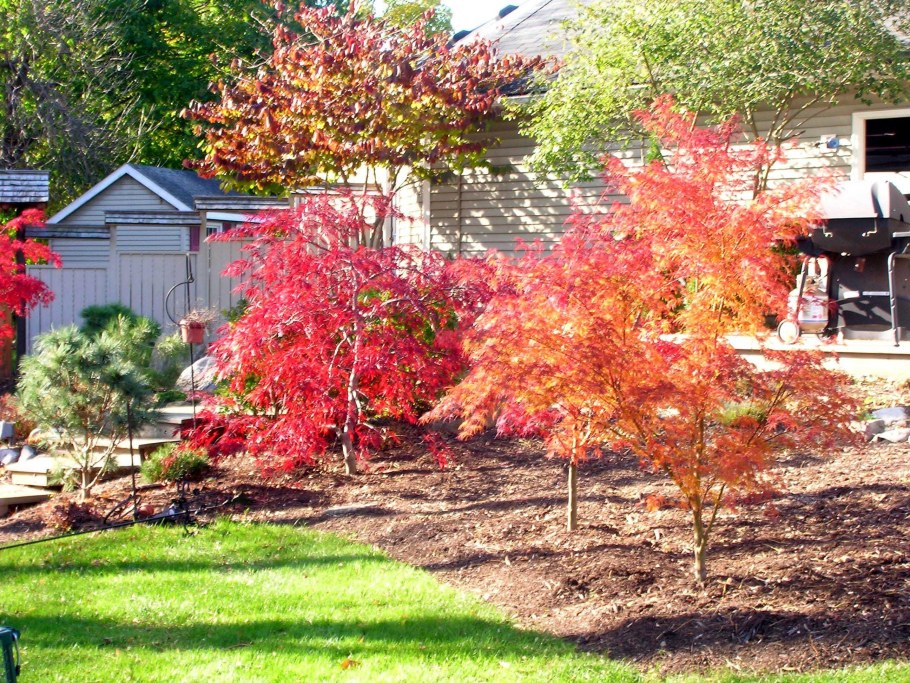 Клен Приречный Гиннала