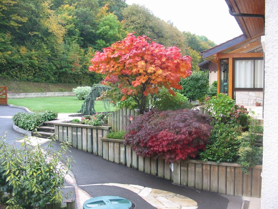 Клен канадский миксбордер