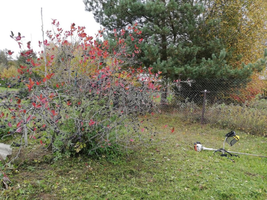 Арония черноплодная куст изгородь