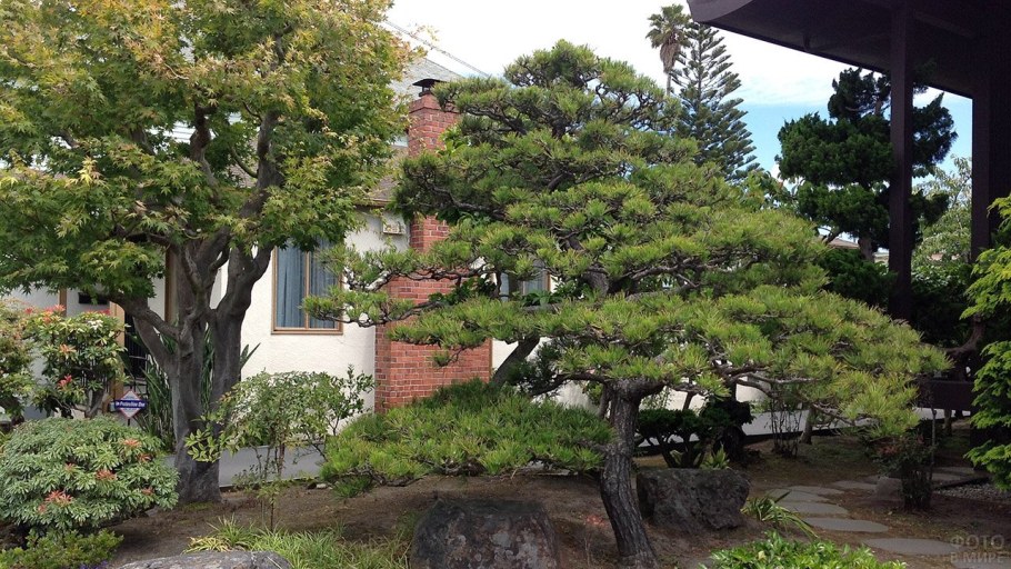 Сосна Горная бонсай ниваки