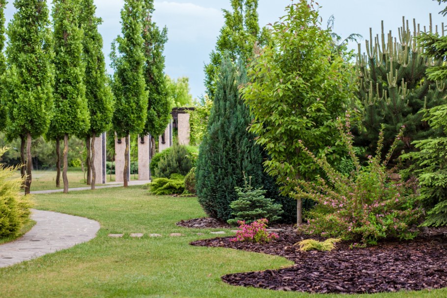 Липа Фастигиата