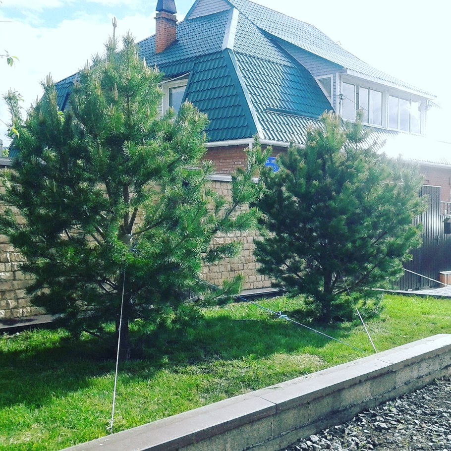 Кедр крупномер