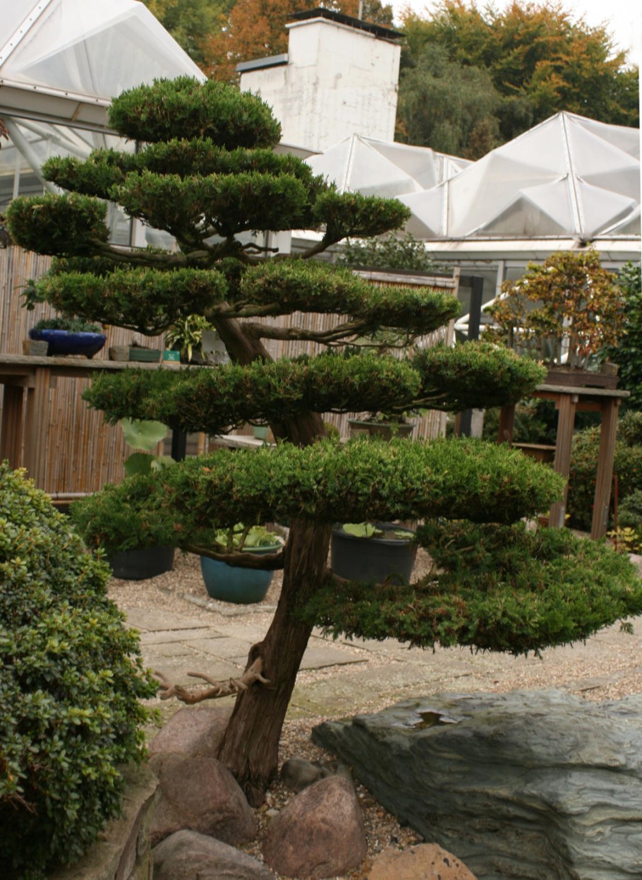 Сосна Горная ниваки