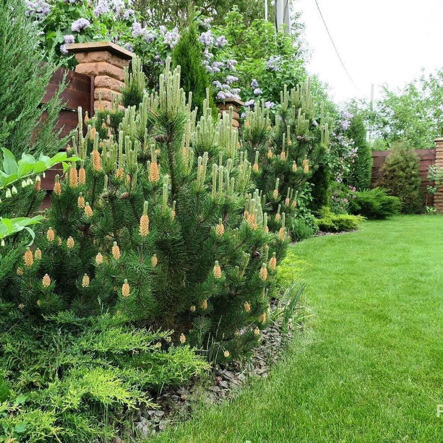 Ель Горная Мугус