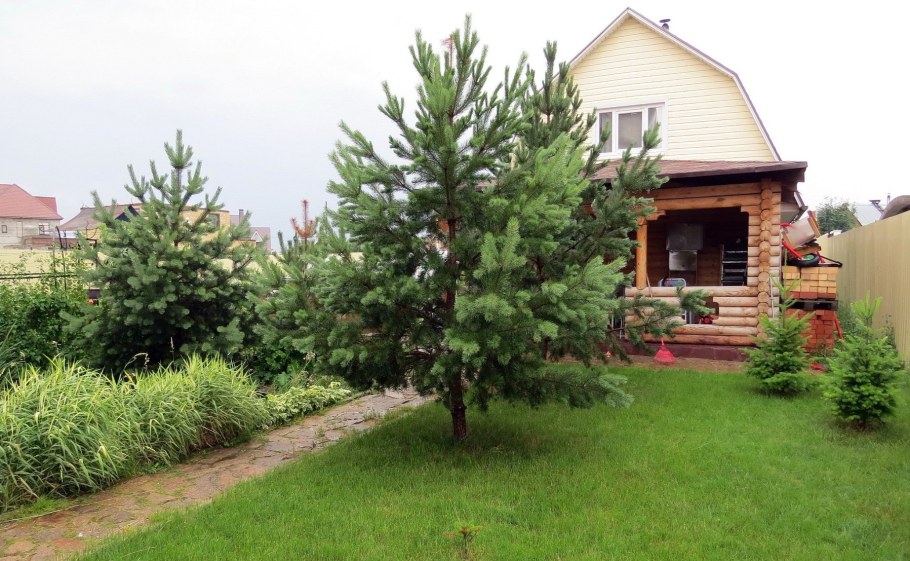 Сосна обыкновенная Солитер