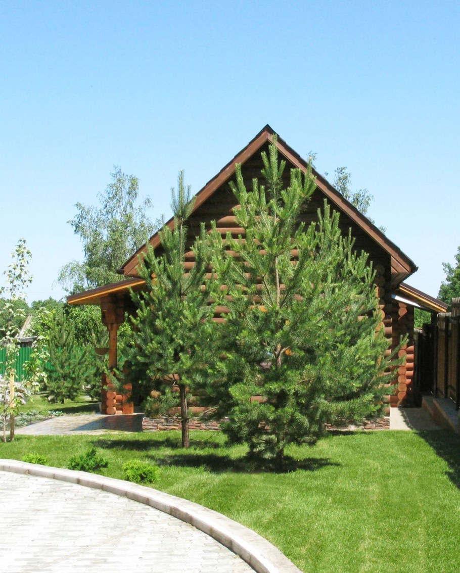 Сосна обыкновенная крупномер