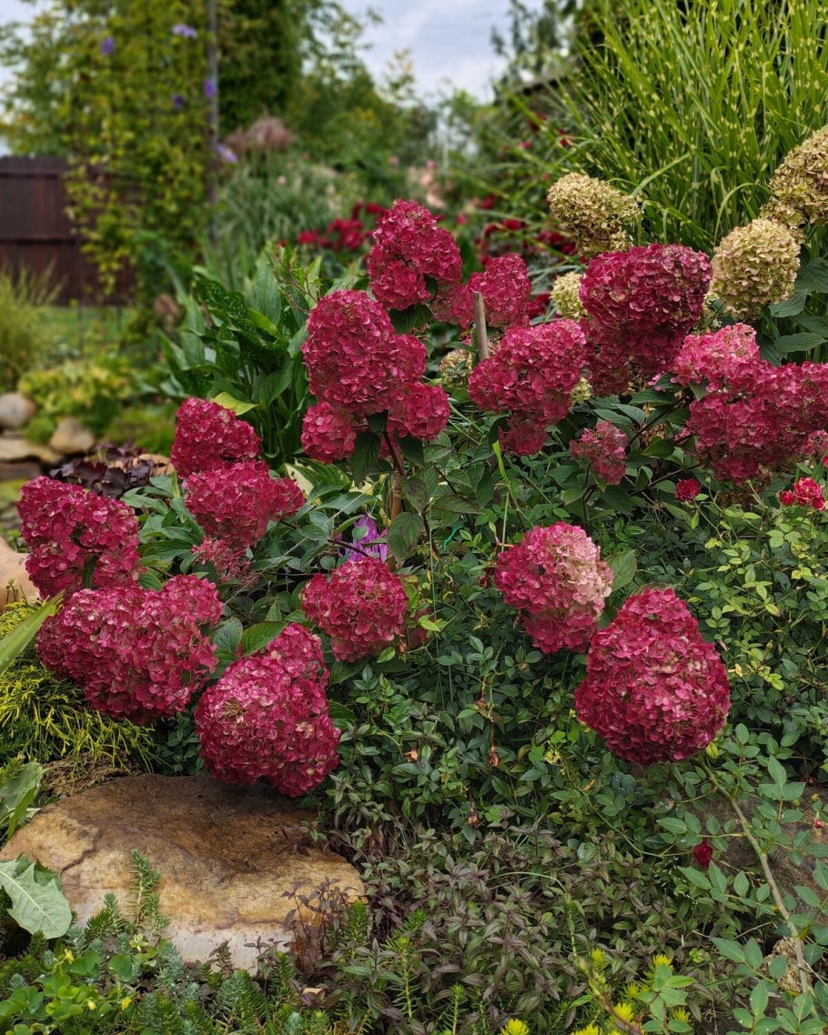 Гортензия Самарская Лидия фото