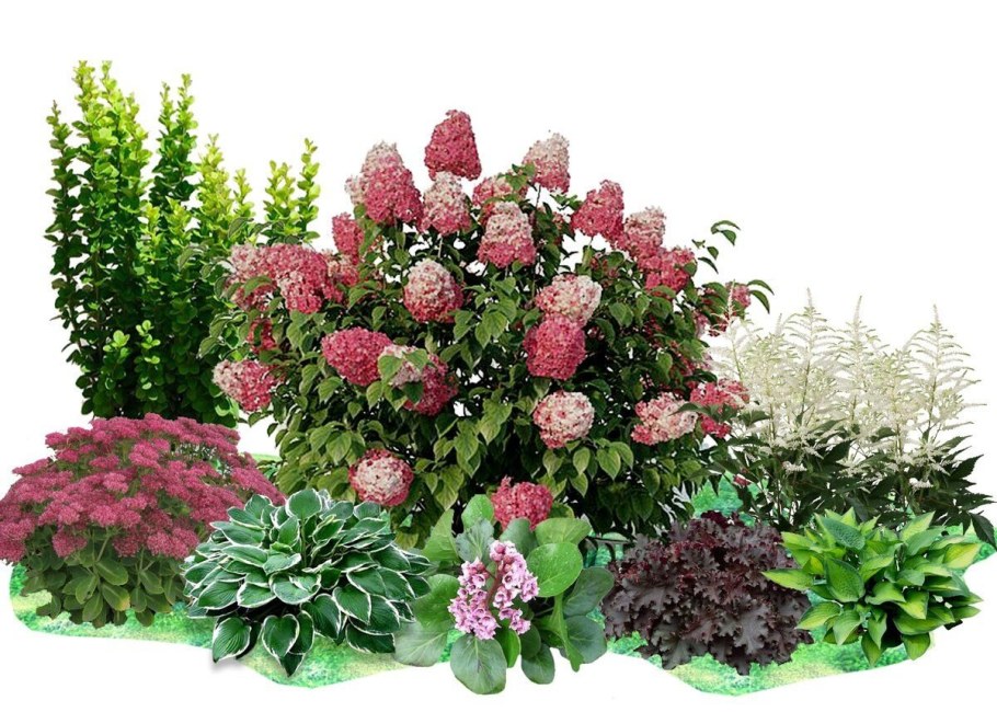 Панателла гортензия метельчатая