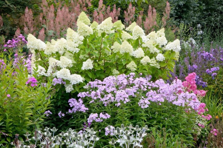 Гортензия астильба Хоста