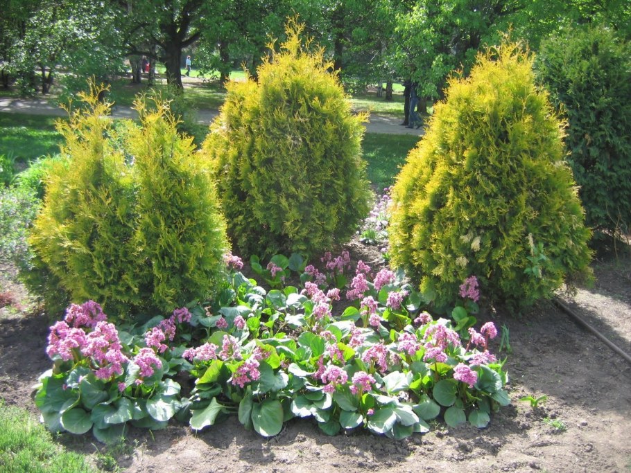 Туи с баданом