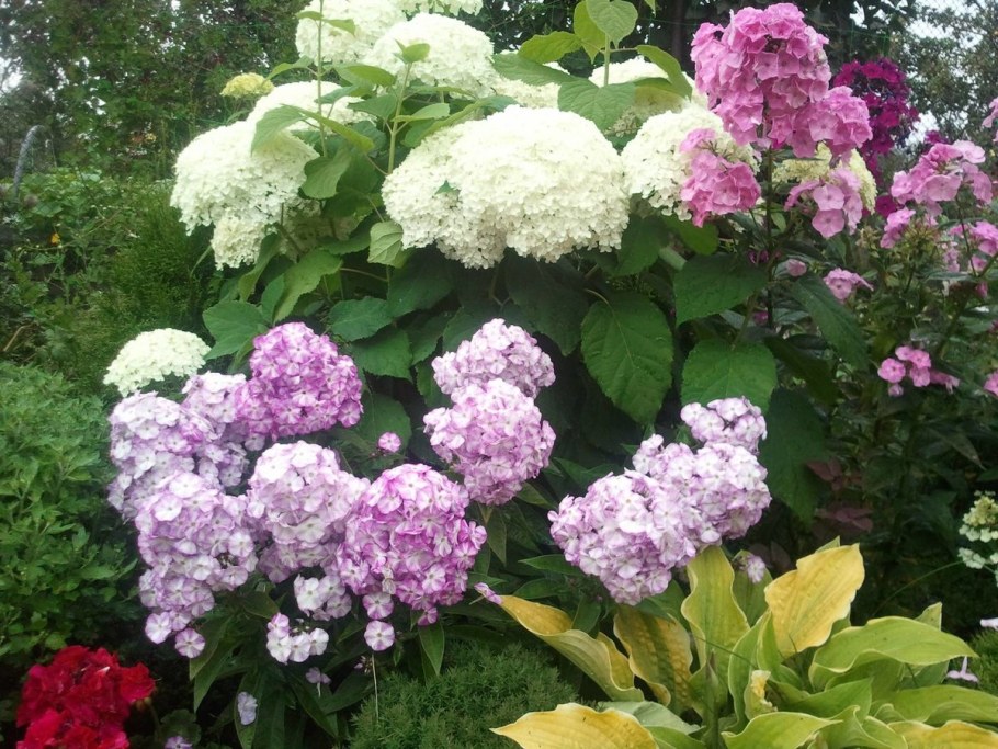 Гортензия и Флоксы