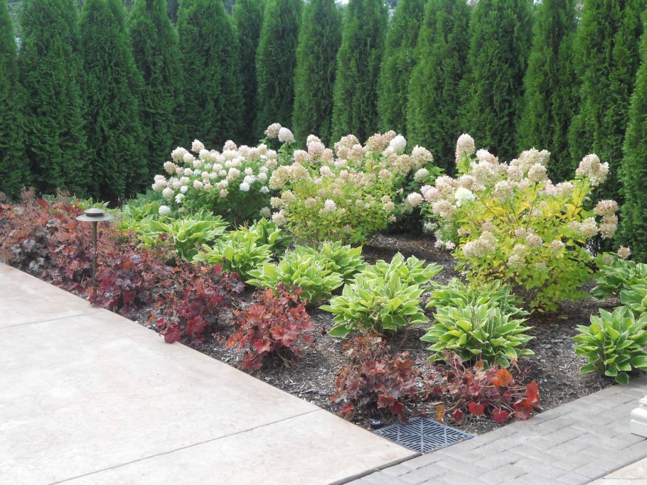 Туя Хоста спирея