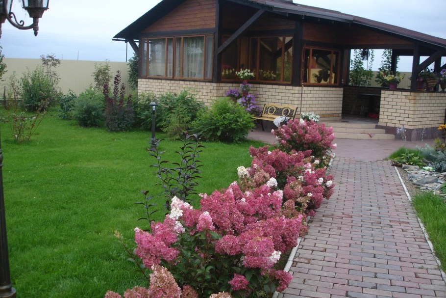 Самарская Лидия гортензия вдоль дорожки