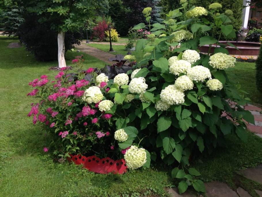 Гортензия Лаймлайт изгородь