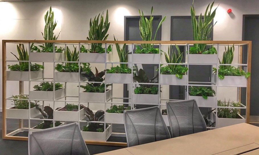 Офисные цветы