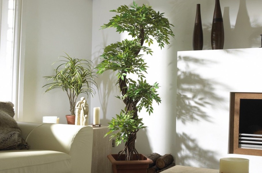 Фикус Бенджамина