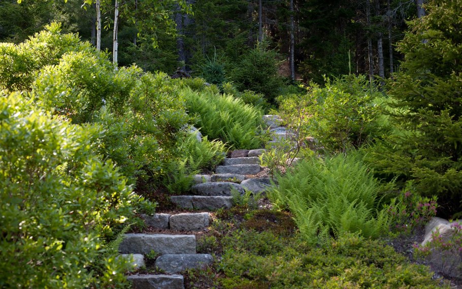 Стефанандра надрезаннолистная crispa