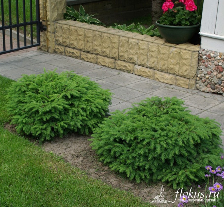 Ель обыкновенная Нидиформис