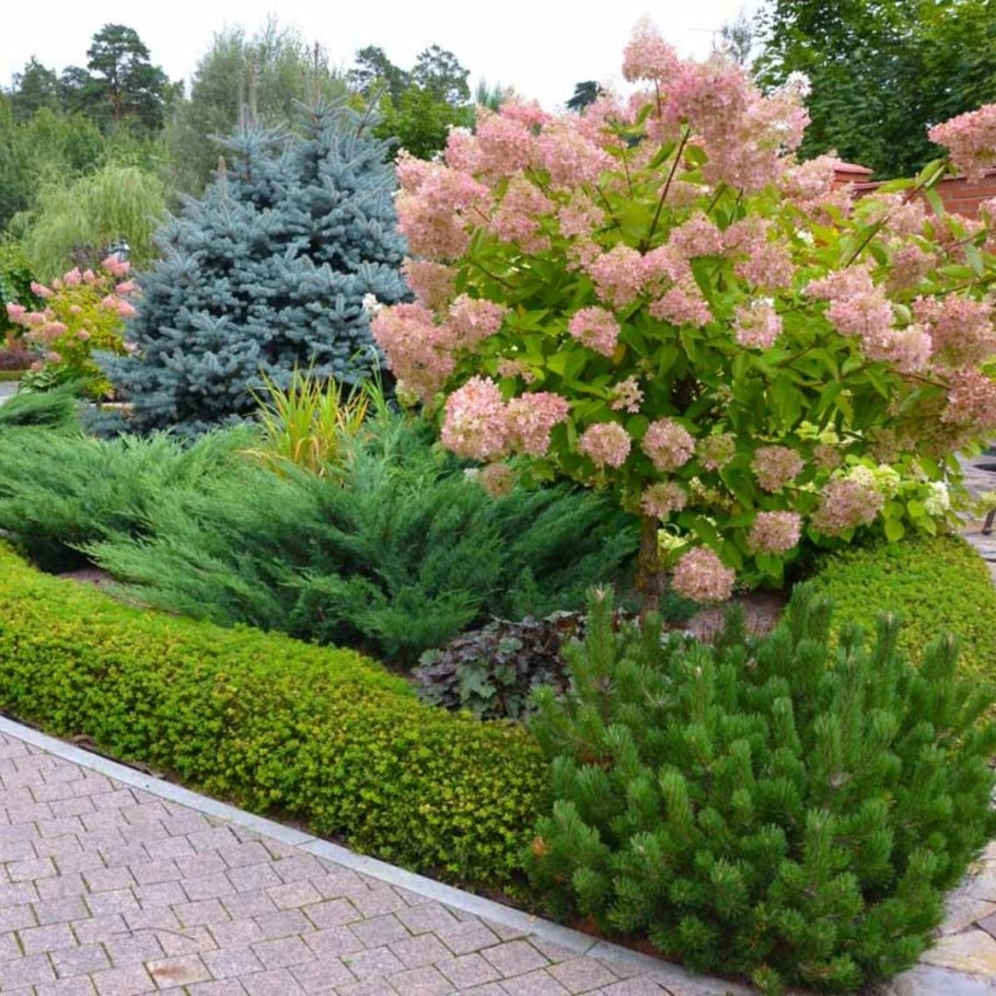 Миксбордер туя Барбарис