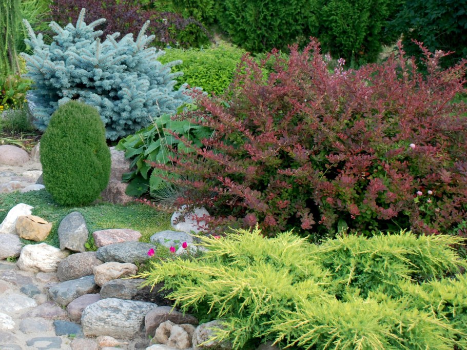 Барбарис Тунберга Атропурпуреа