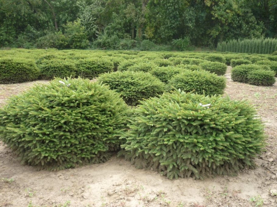 Ель обыкновенная Нидиформис (Picea Abies Nidiformis)