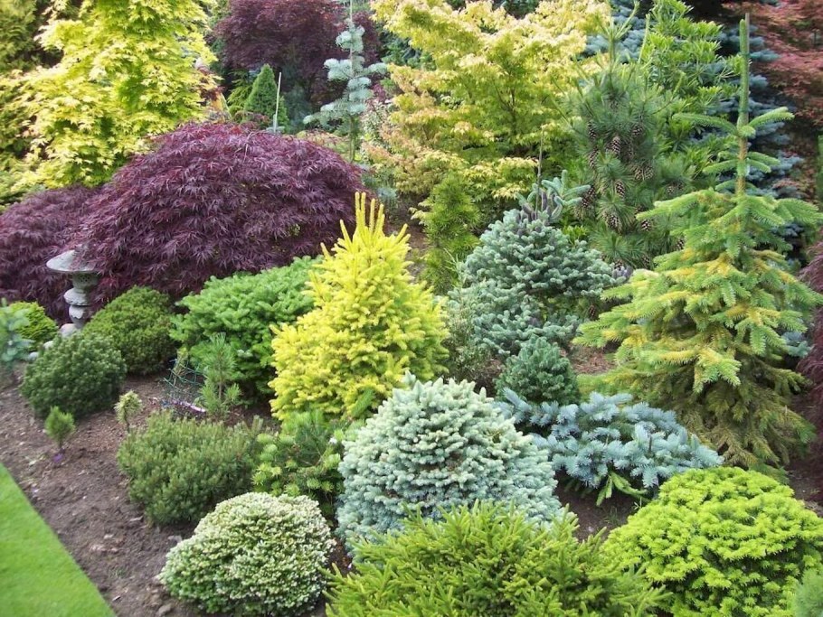 Туя Глаука Глобоза