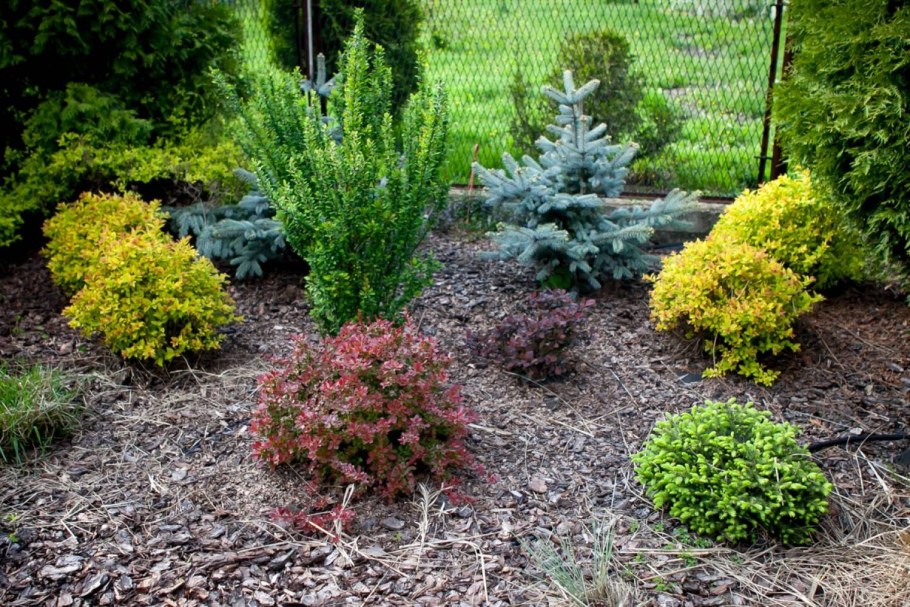 Ель Нидиформис в ландшафтном дизайне