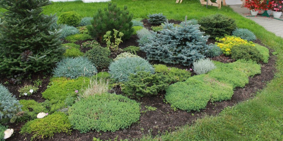 Туя Глаука Глобоза