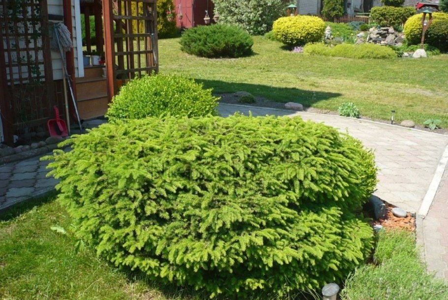 Ель обыкновенная миди формис