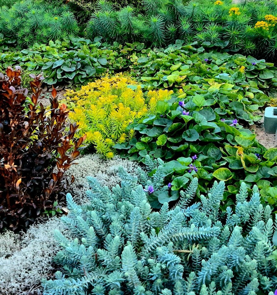 Очиток Blue Spruce