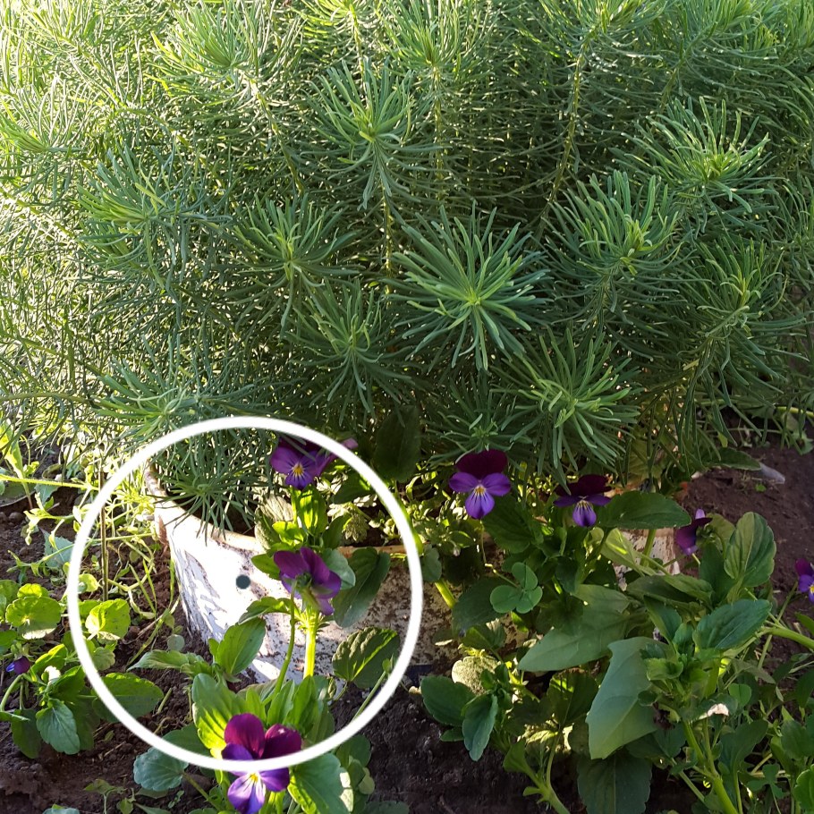 Молочай кипарисовый елочка