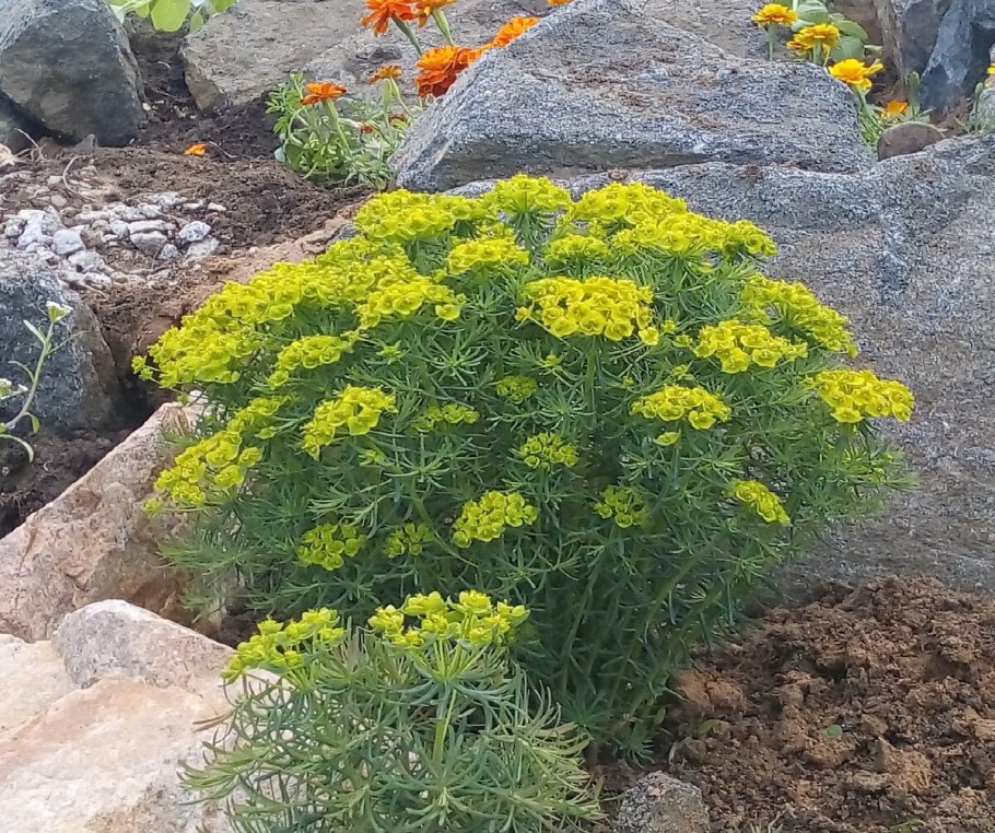 Молочай кипарисовый (Euphоrbia cyparíssias)