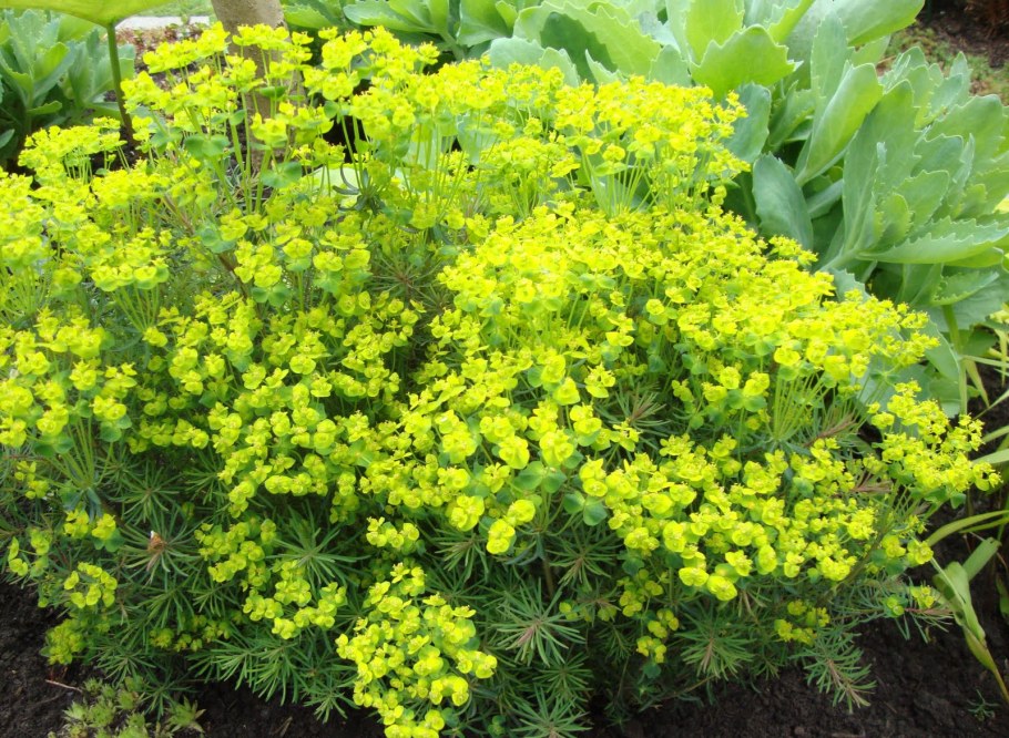 Молочай кипарисовый елочка