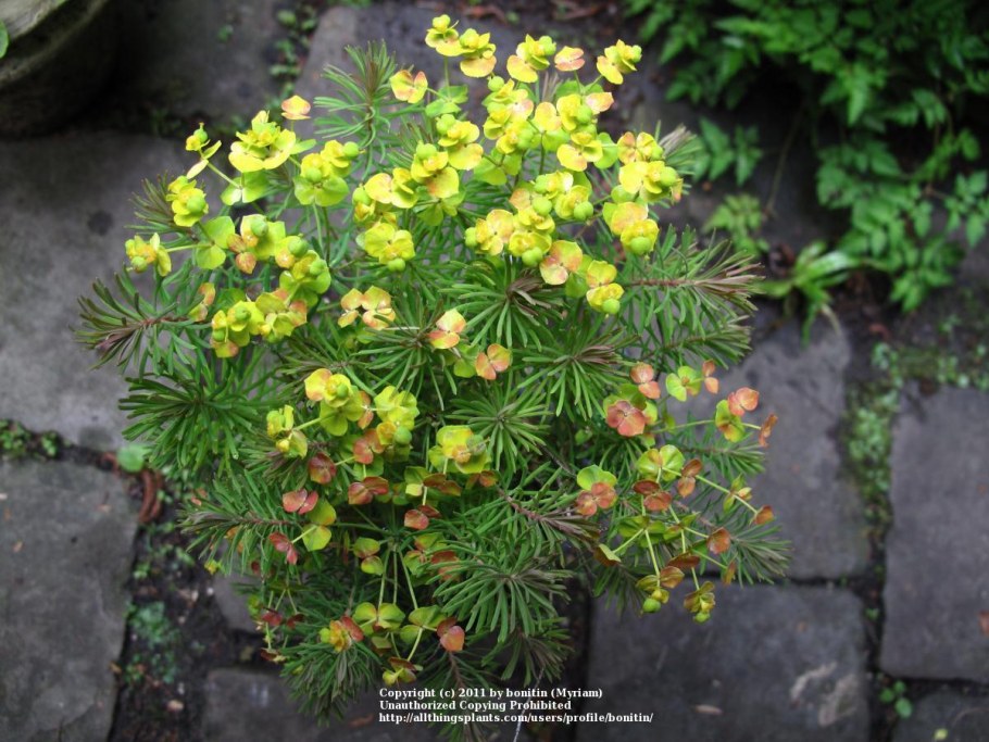 Молочай кипарисовый елочка