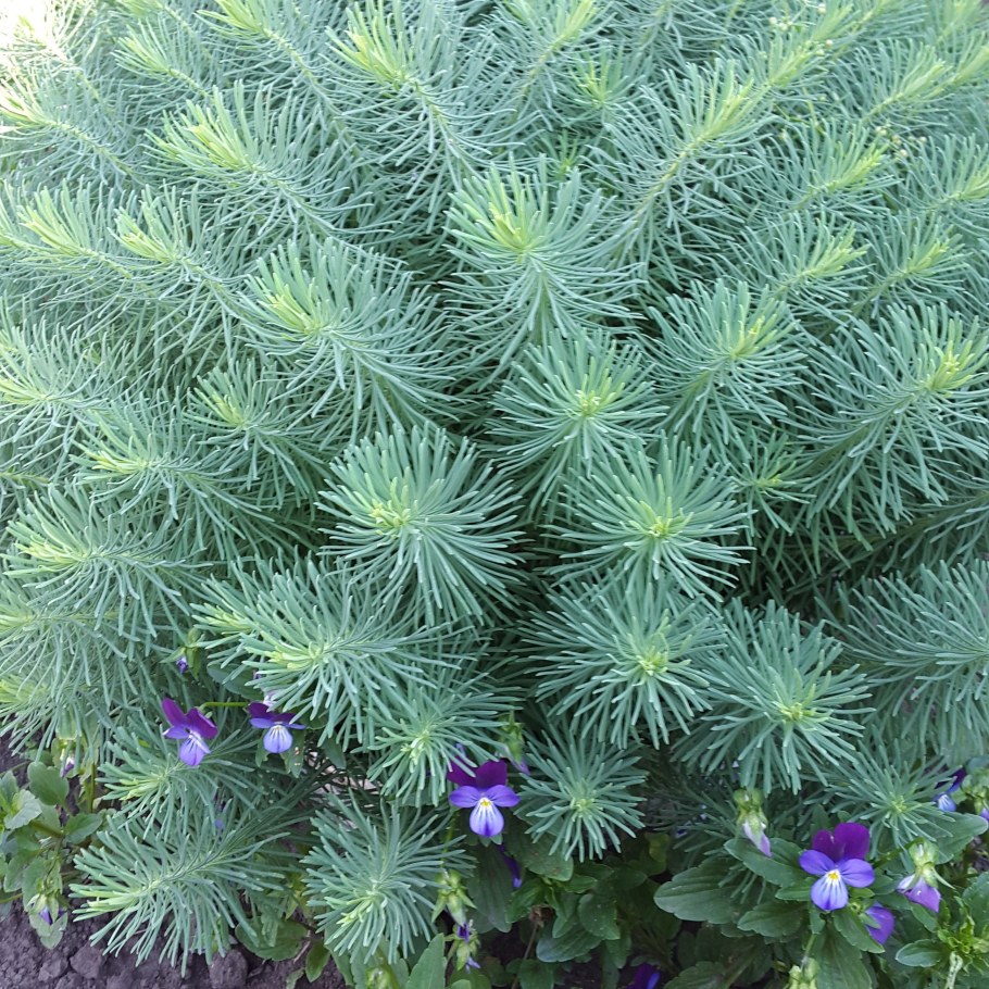 Молочай Курильский