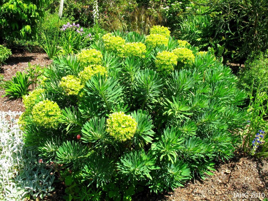 Молочай кипарисовый темнолистный