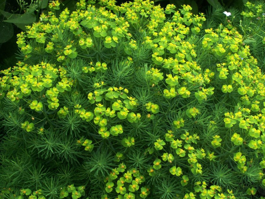 Молочай кипарисовый Clarice Howard