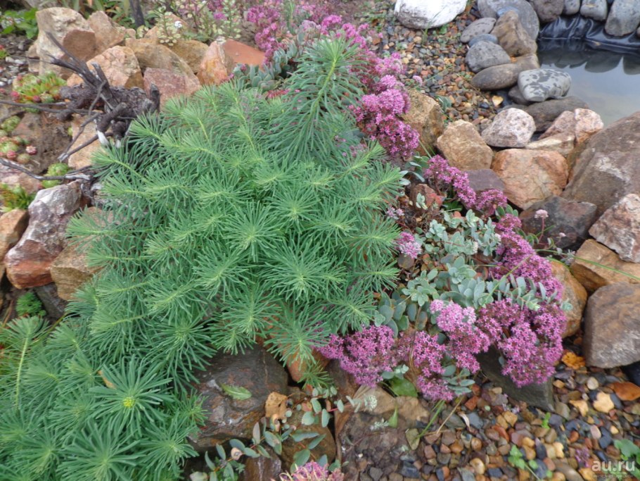 Молочай кипарисовый (Euphоrbia cyparíssias)