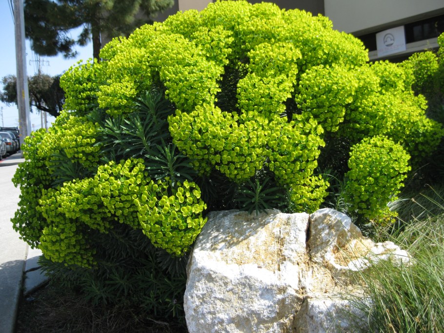 Молочай Вульфена