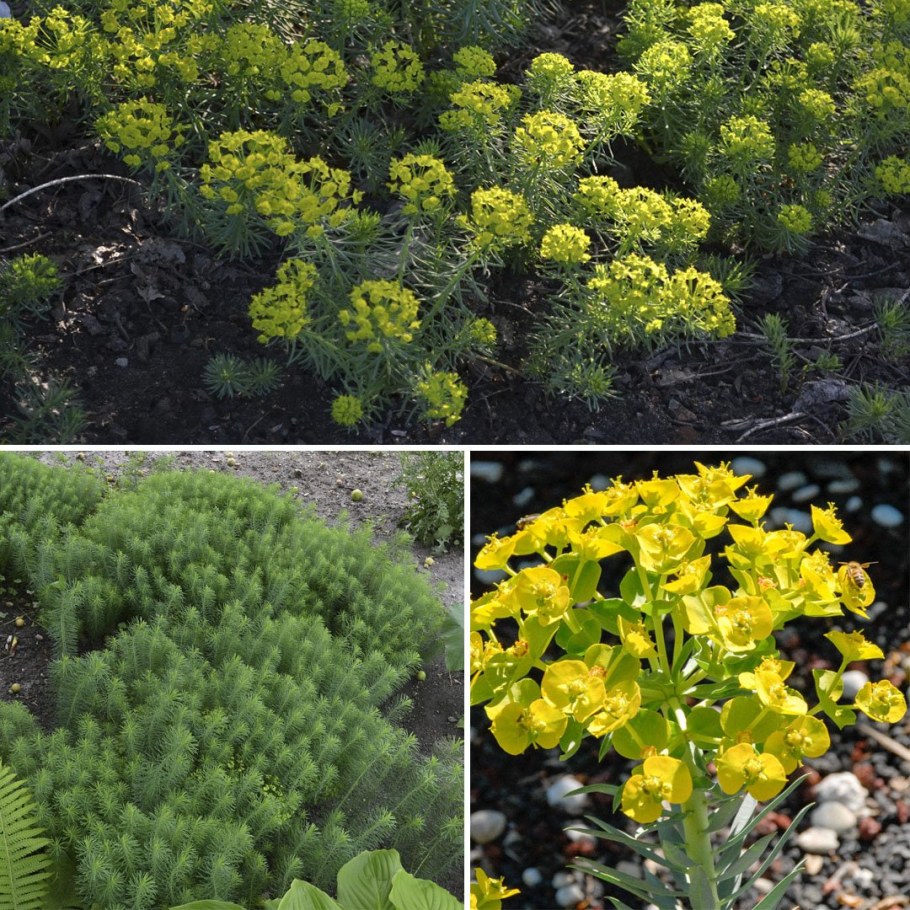 Молочай ДВУЖЕЛЕЗКОВЫЙ