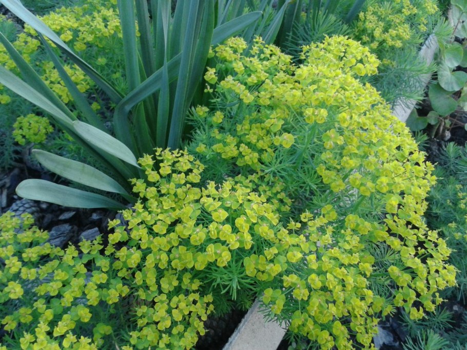 Молочай монетчатый