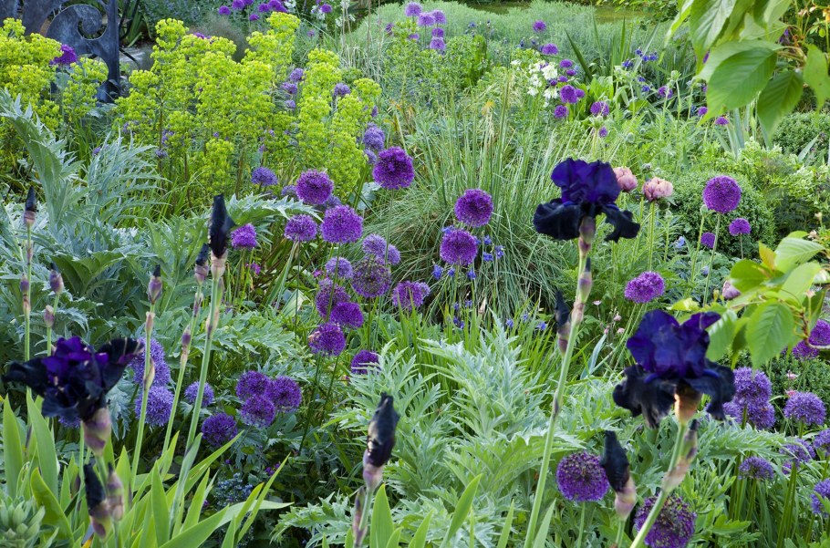 Садовые цветы Северо Запада