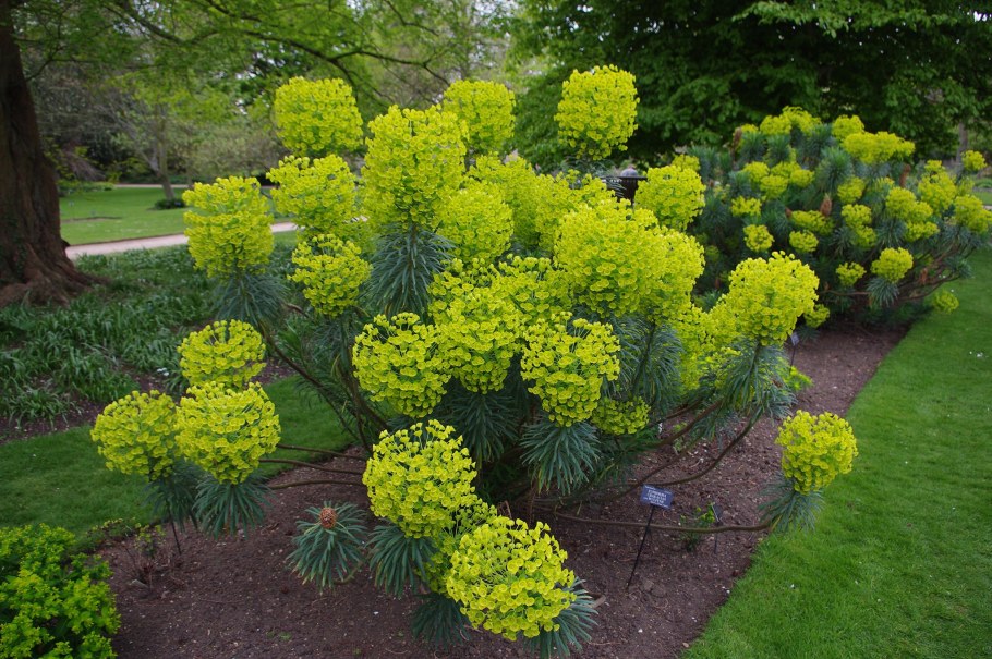 Молочай Вульфена