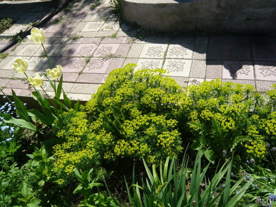 Молочай садовый многоцветковый