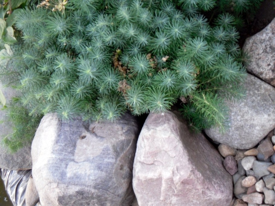 Молочай кипарисовый (Euphоrbia cyparíssias)