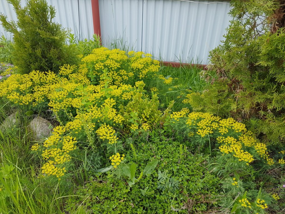 Очиток кипарисовый молочай