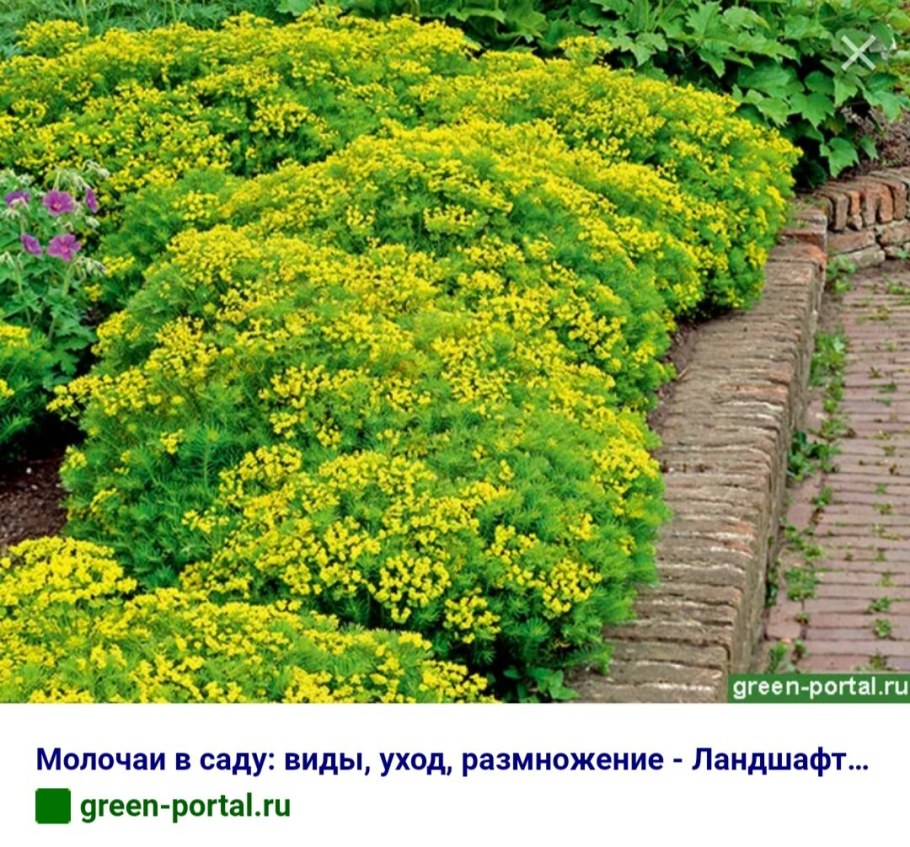 Молочай садовый многоцветковый